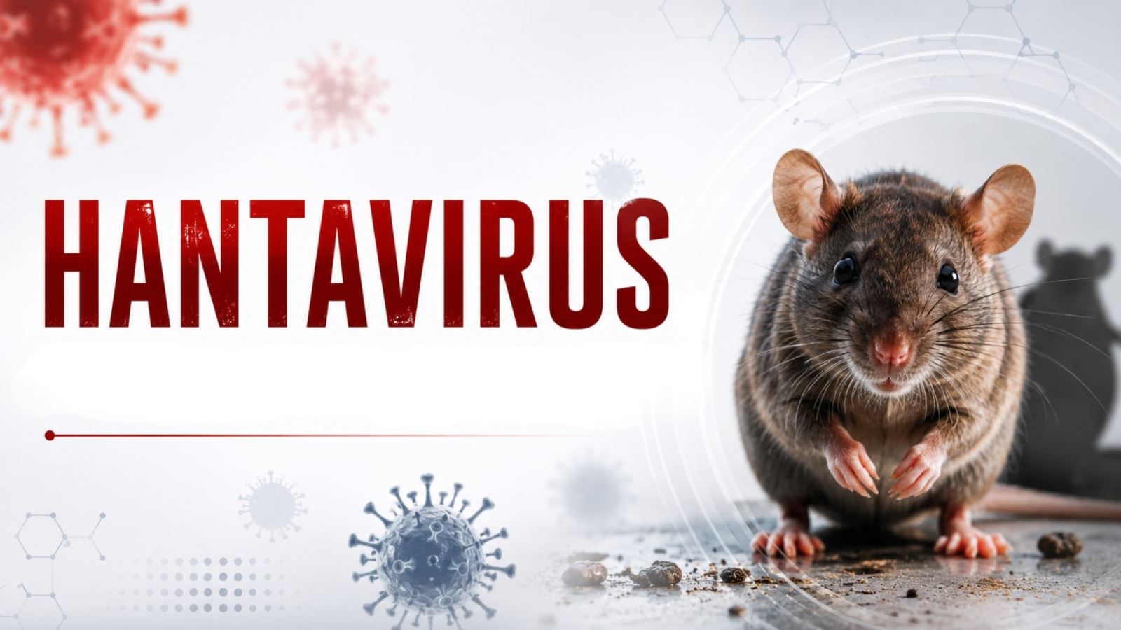 Cảnh báo virus Hanta